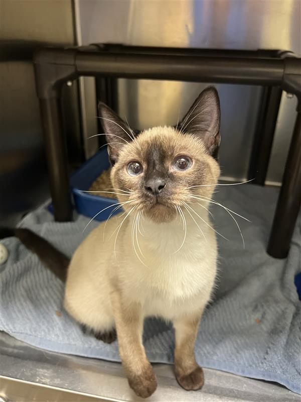 Cat for adoption Dots, a Domestic Short Hair in Hutchinson, KS