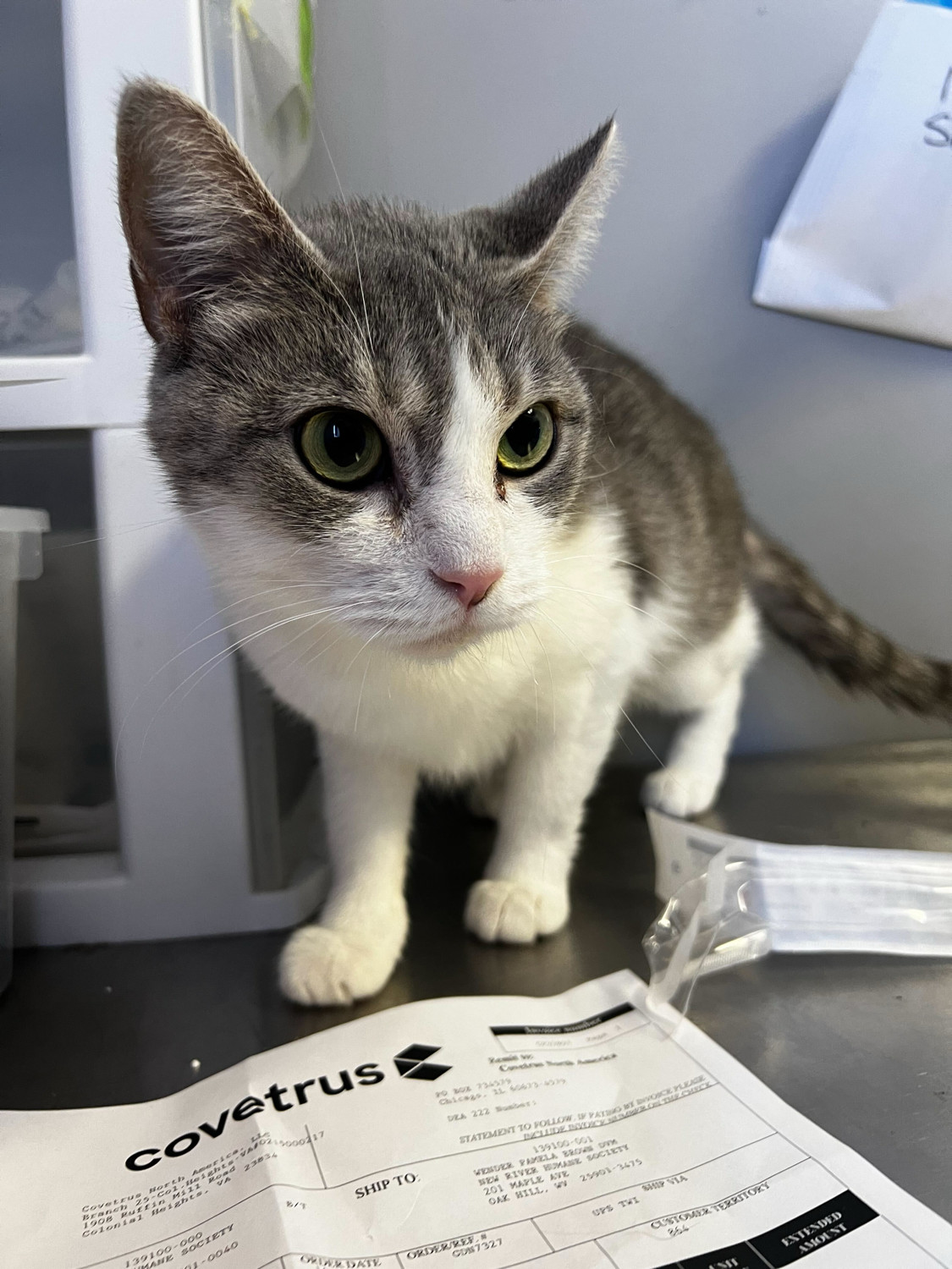 Cat for adoption Strawberry Shortcake, a Domestic Short Hair in