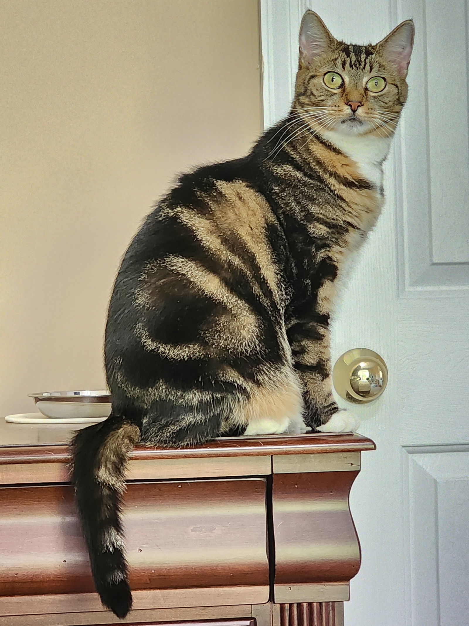 Cat for adoption Macy Moo (& Marco Moo) bonded, a Domestic Short Hair