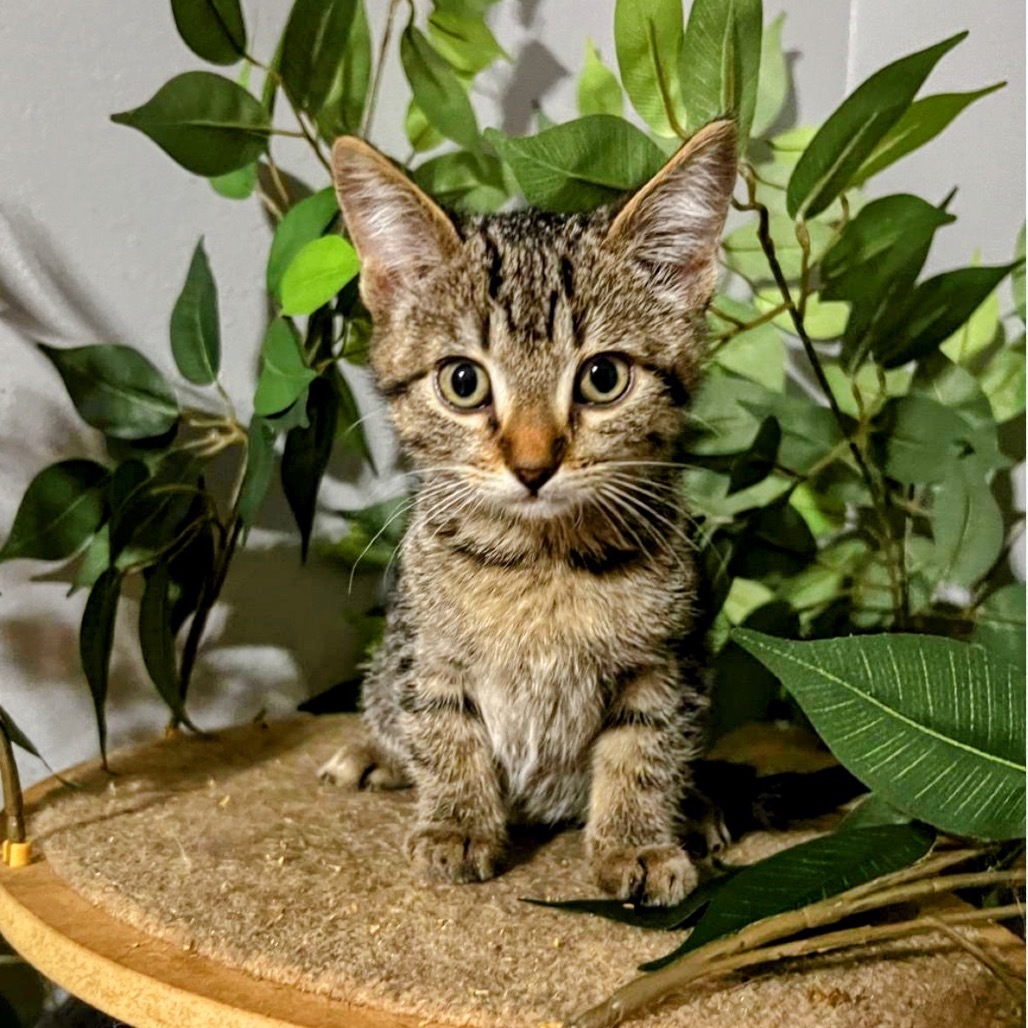 Colleen, an adoptable Domestic Short Hair in Hackett, AR, 72937 | Photo Image 1