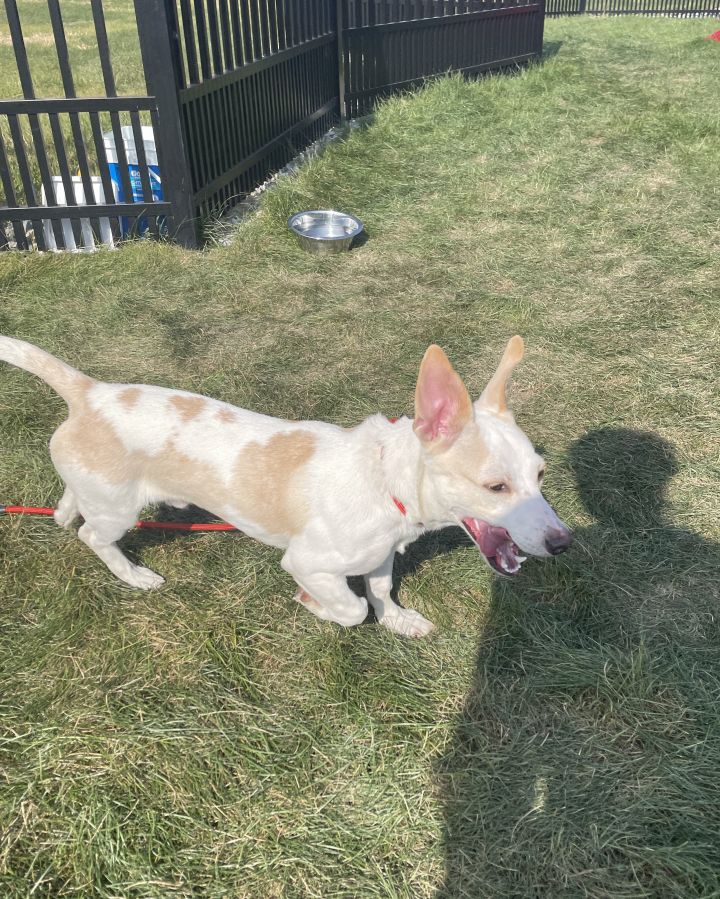 Dog for adoption Joshua, a Cardigan Welsh Mix in Fort Wayne, IN