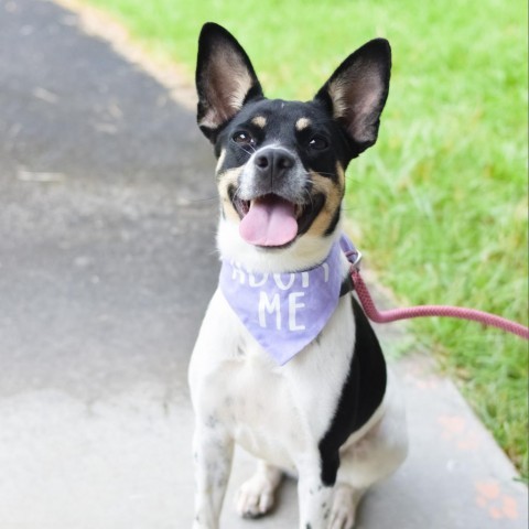 Cricket, an adoptable Mixed Breed in Kailua Kona, HI, 96740 | Photo Image 1