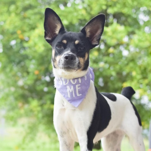 Cricket, an adoptable Mixed Breed in Kailua Kona, HI, 96740 | Photo Image 2