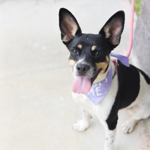 Cricket, an adoptable Mixed Breed in Kailua Kona, HI, 96740 | Photo Image 3