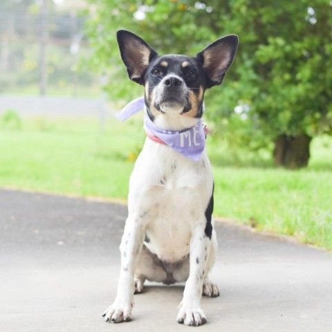 Cricket, an adoptable Mixed Breed in Kailua Kona, HI, 96740 | Photo Image 4