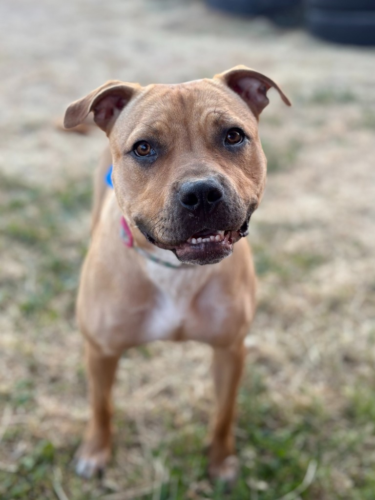 Cola, an adoptable Staffordshire Bull Terrier, Mixed Breed in Heber City, UT, 84032 | Photo Image 1