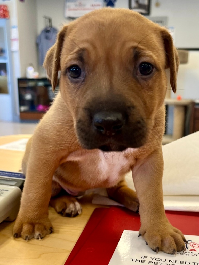 Cola, an adoptable Staffordshire Bull Terrier, Mixed Breed in Heber City, UT, 84032 | Photo Image 2