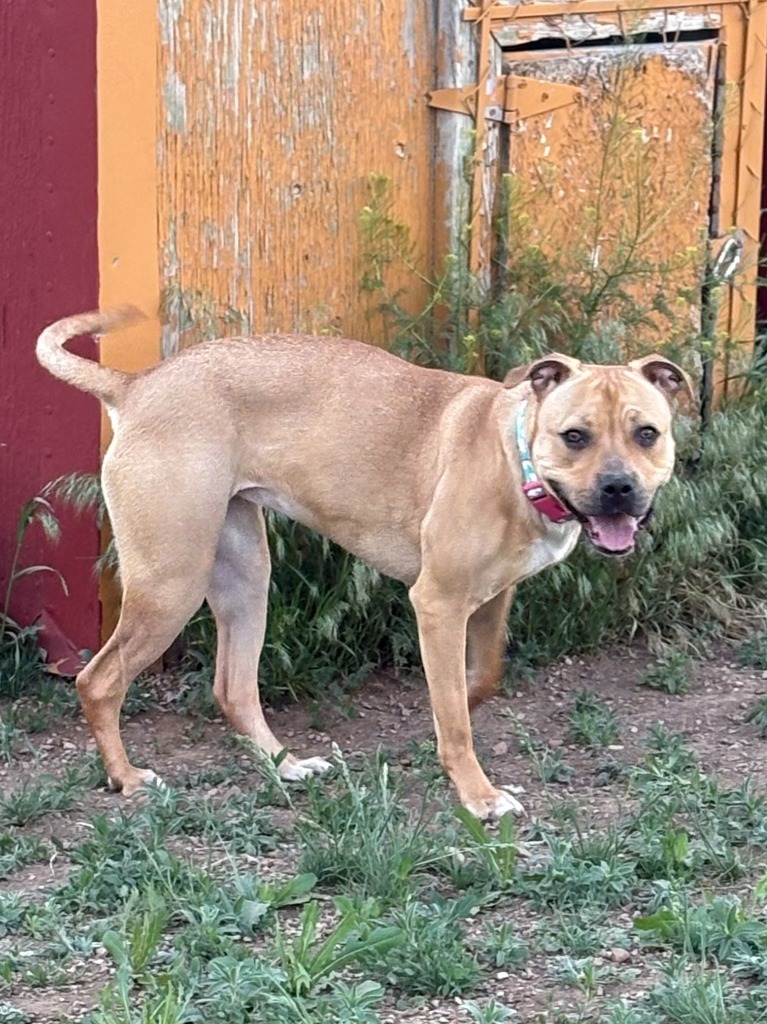 Cola, an adoptable Staffordshire Bull Terrier, Mixed Breed in Heber City, UT, 84032 | Photo Image 4