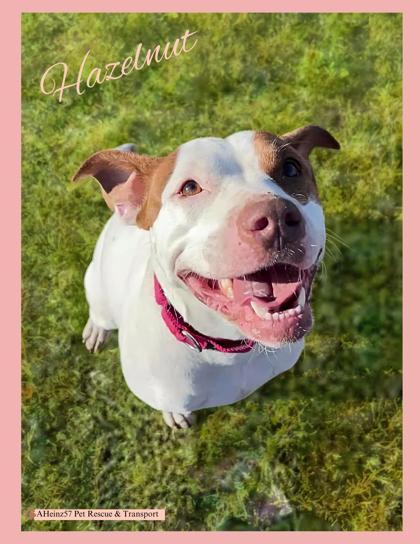 Hazelnut, an adoptable Pit Bull Terrier, Mixed Breed in De Soto, IA, 50069 | Photo Image 1
