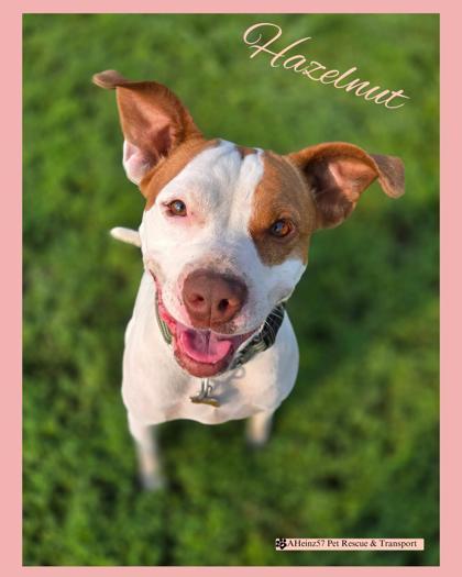 Hazelnut, an adoptable Pit Bull Terrier, Mixed Breed in De Soto, IA, 50069 | Photo Image 1