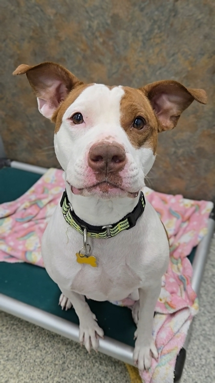 Hazelnut, an adoptable Pit Bull Terrier, Mixed Breed in De Soto, IA, 50069 | Photo Image 2
