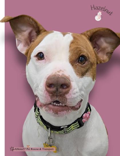 Hazelnut, an adoptable Pit Bull Terrier, Mixed Breed in De Soto, IA, 50069 | Photo Image 3