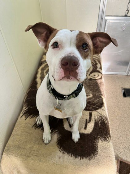 Hazelnut, an adoptable Pit Bull Terrier, Mixed Breed in De Soto, IA, 50069 | Photo Image 3