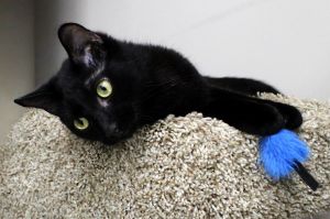I am a super sweet guy and love being with people and other kitties I like lots of attention so