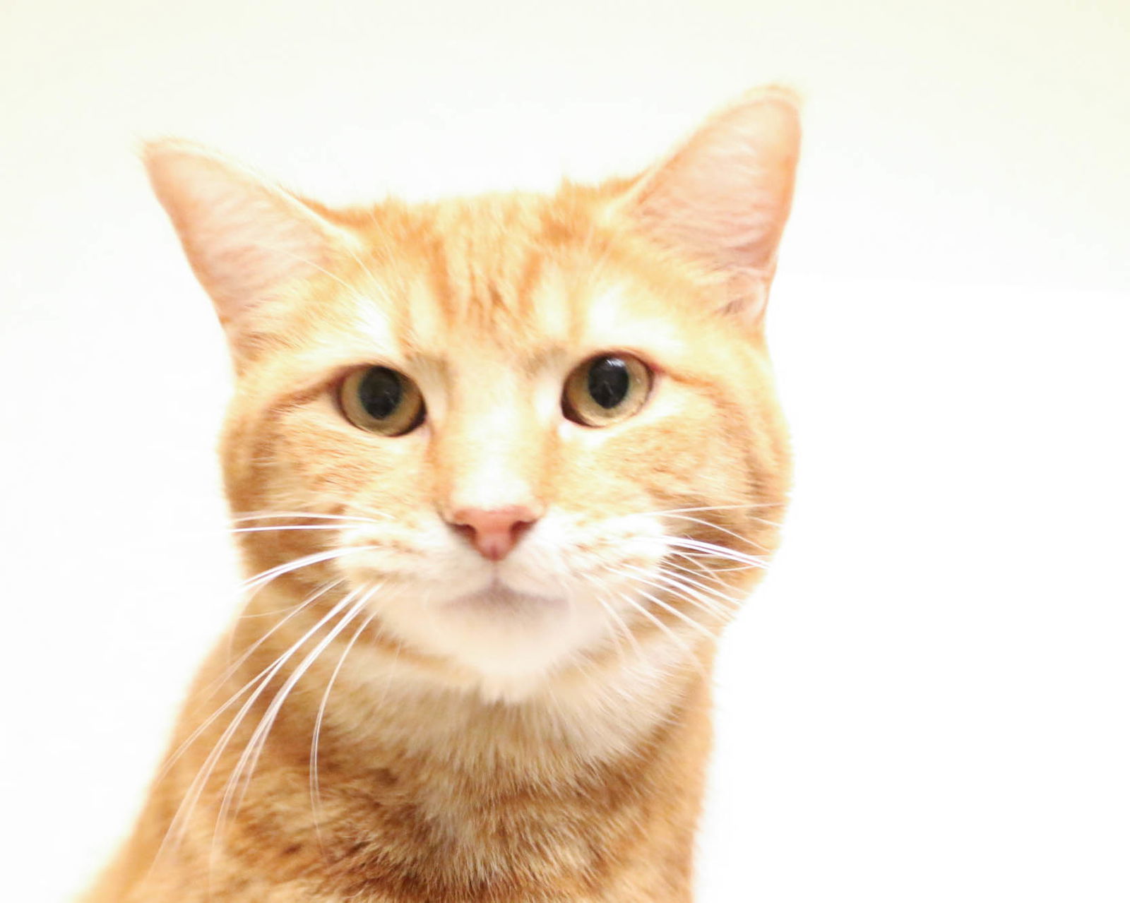 Cat for adoption Wonka, a Domestic Short Hair in Fargo, ND Petfinder