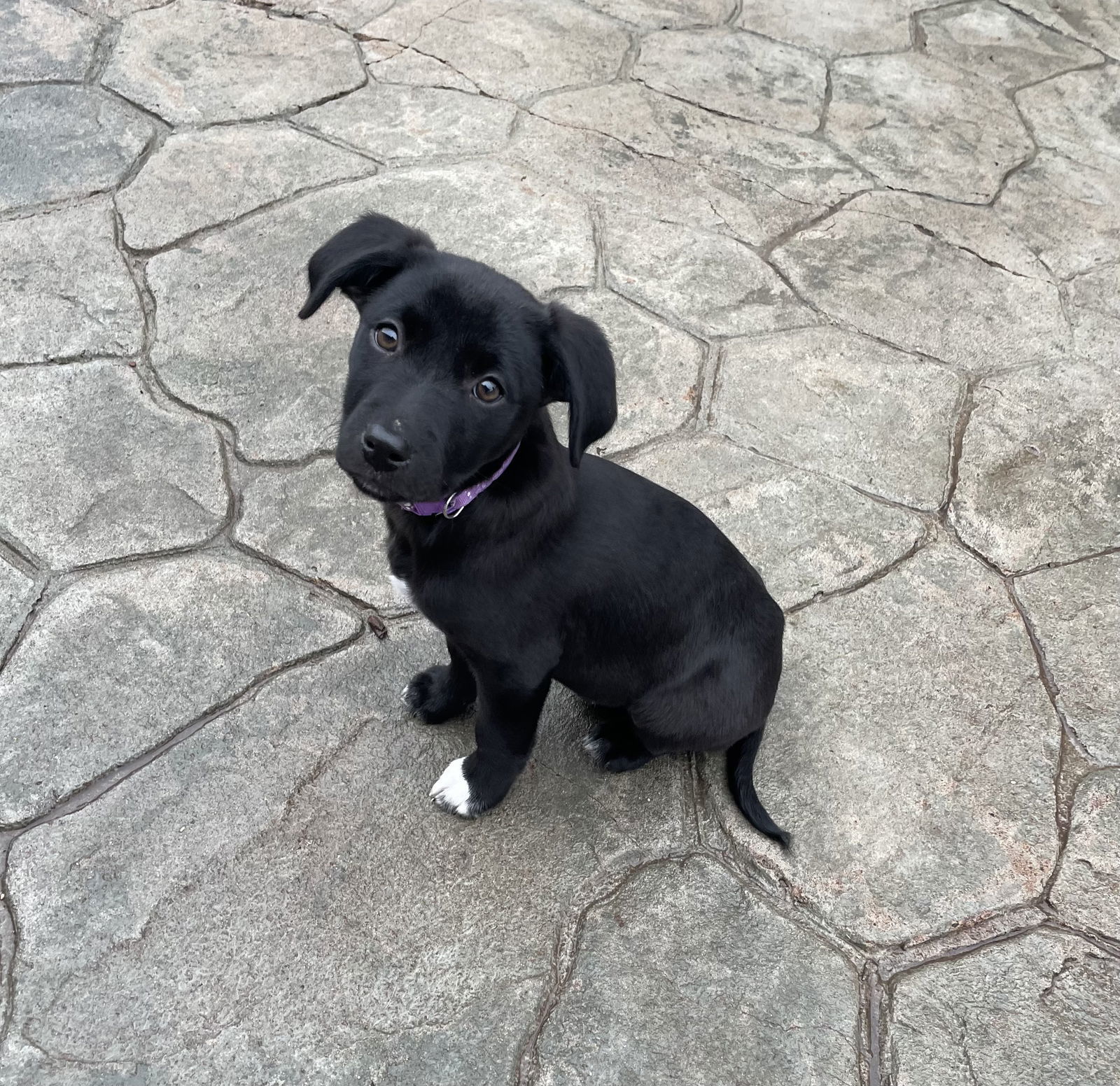 Starfish, an adoptable Labrador Retriever in Duluth, MN, 55807 | Photo Image 1