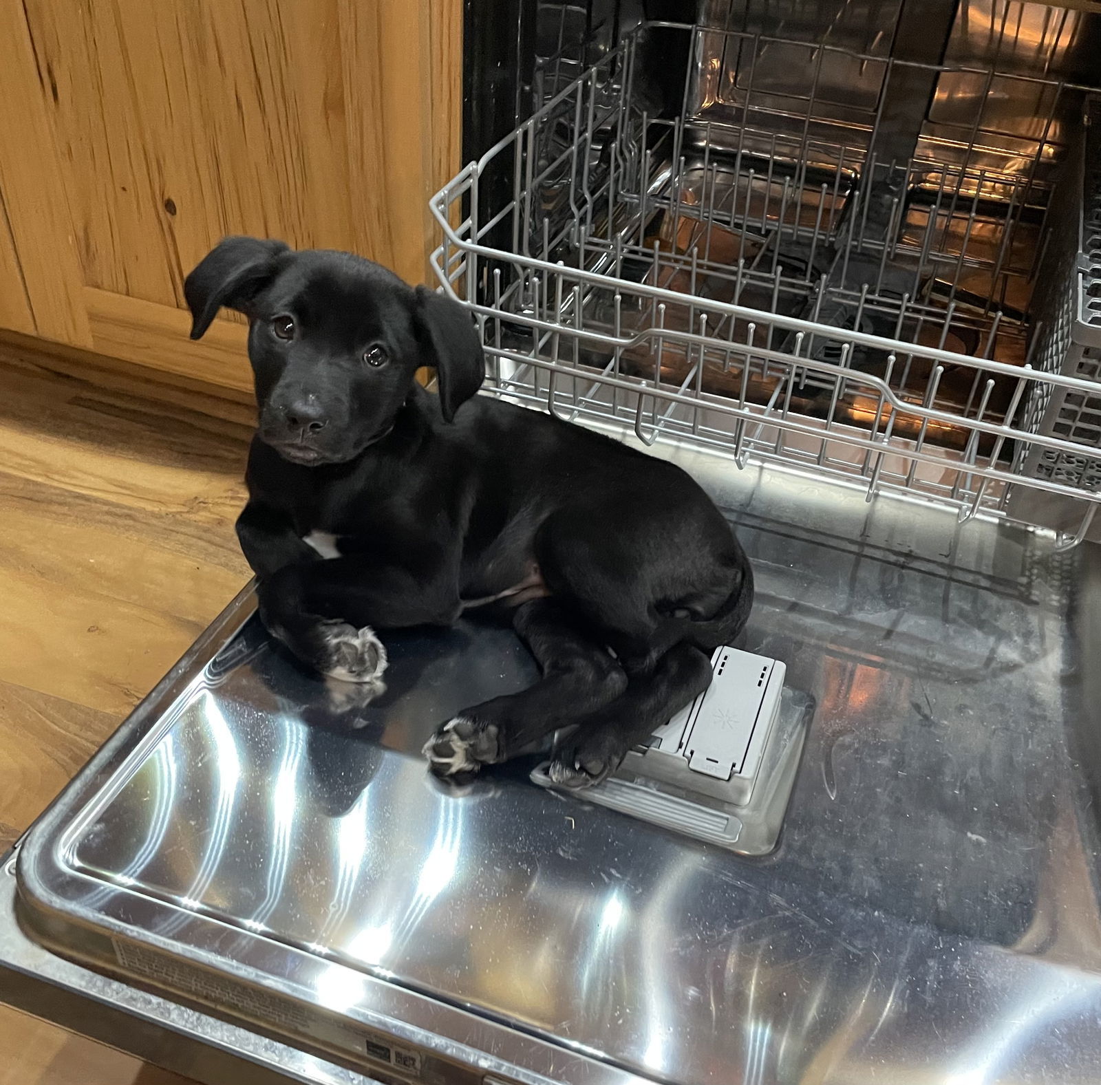 Starfish, an adoptable Labrador Retriever in Duluth, MN, 55807 | Photo Image 2