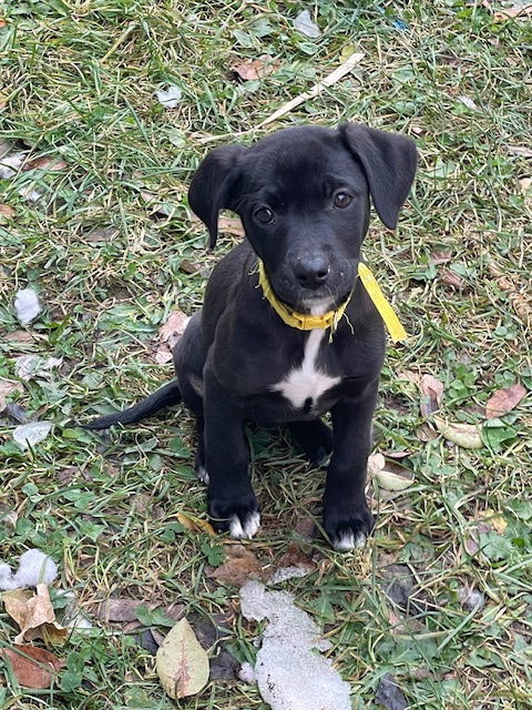 Pearl, an adoptable Labrador Retriever in Duluth, MN, 55807 | Photo Image 1