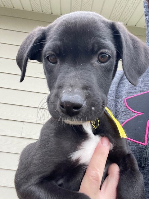 Pearl, an adoptable Labrador Retriever in Duluth, MN, 55807 | Photo Image 2