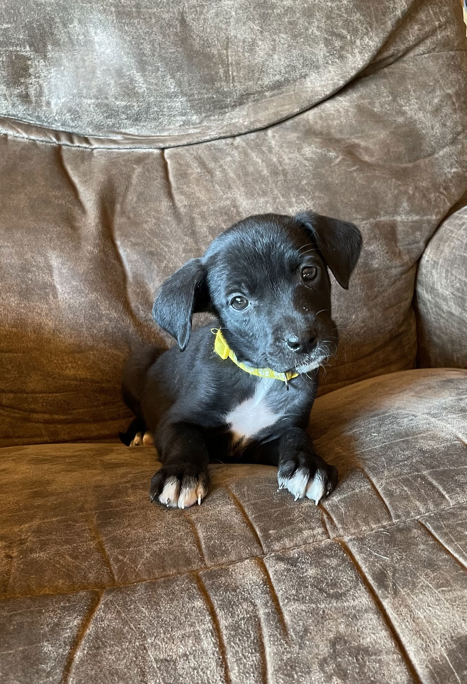 Pearl, an adoptable Labrador Retriever in Duluth, MN, 55807 | Photo Image 3