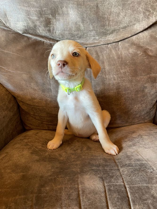 Dog for adoption Sandy, a Retriever Mix in Duluth, MN Petfinder