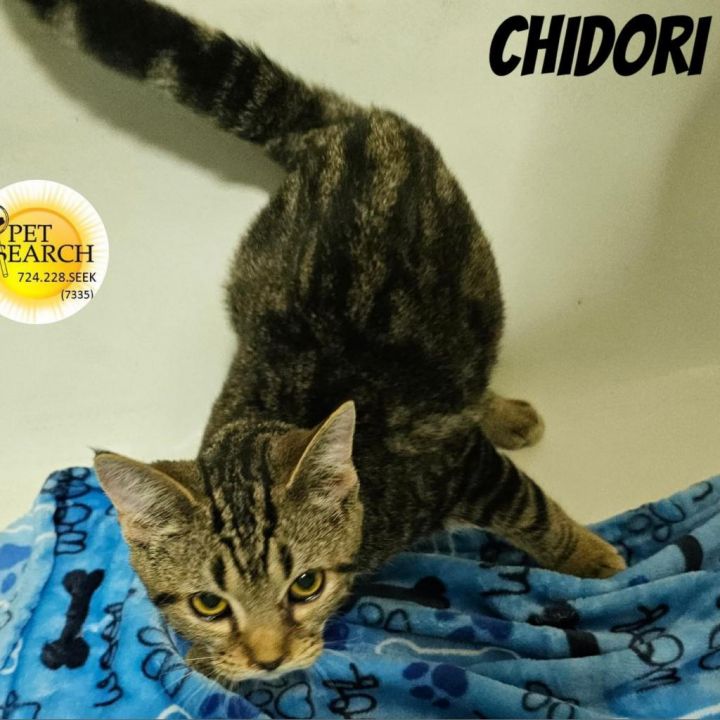 Chidori 1
