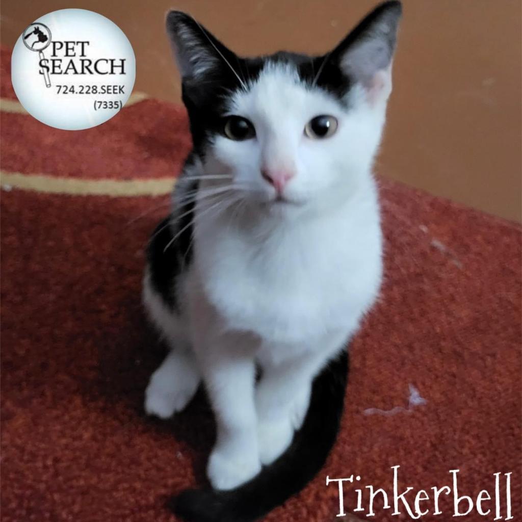 Tinkerbell