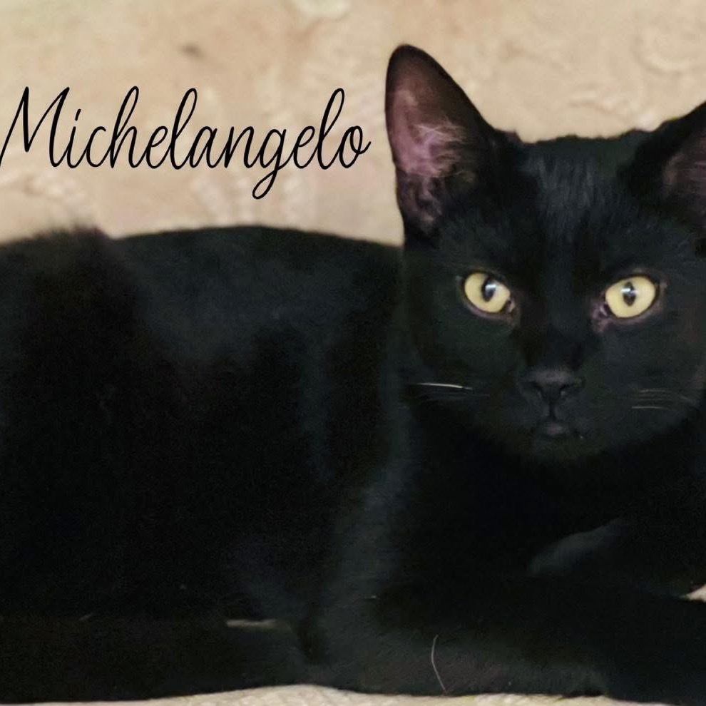Michaelangelo