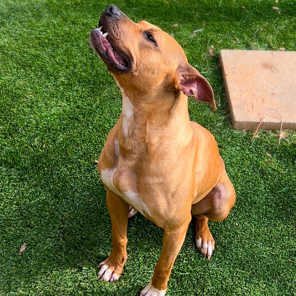 Molly
