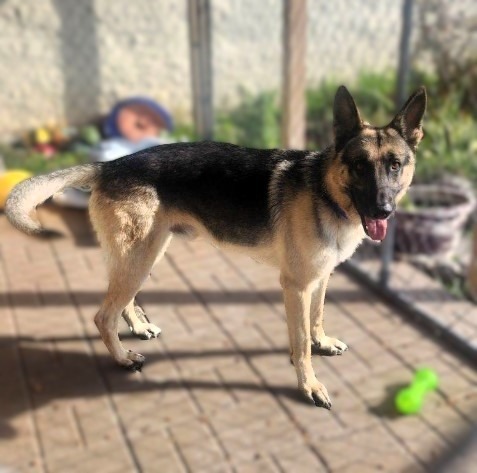 Chase, an adoptable German Shepherd Dog in Crandon, WI, 54520 | Photo Image 1