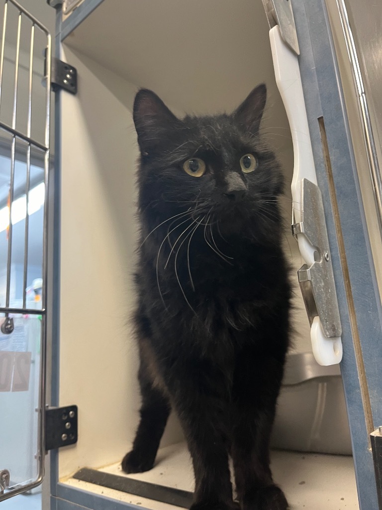 Gomez, an adoptable Domestic Long Hair in Crandon, WI, 54520 | Photo Image 1