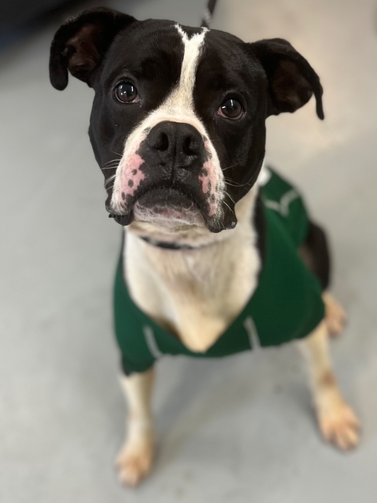 Zeus, an adoptable Boxer in Crandon, WI, 54520 | Photo Image 1