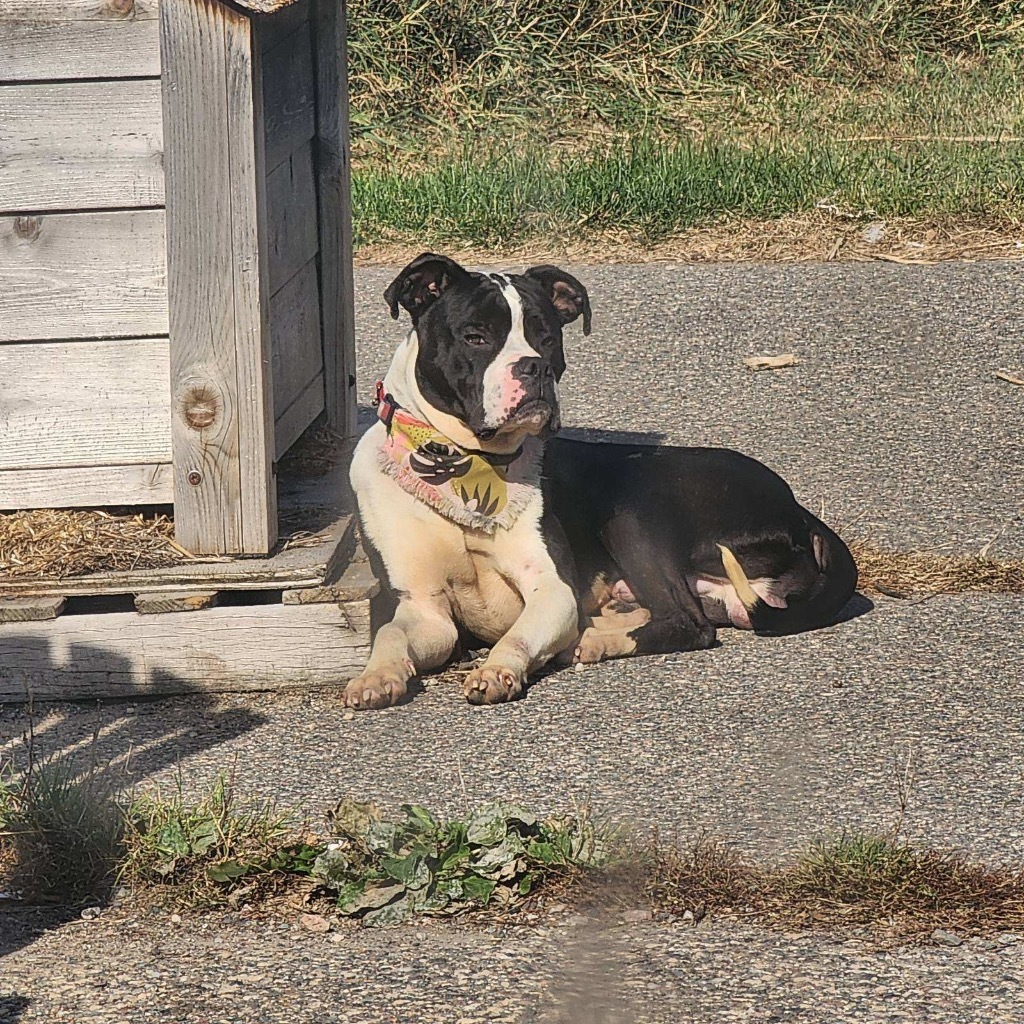 Zeus, an adoptable Boxer in Crandon, WI, 54520 | Photo Image 2