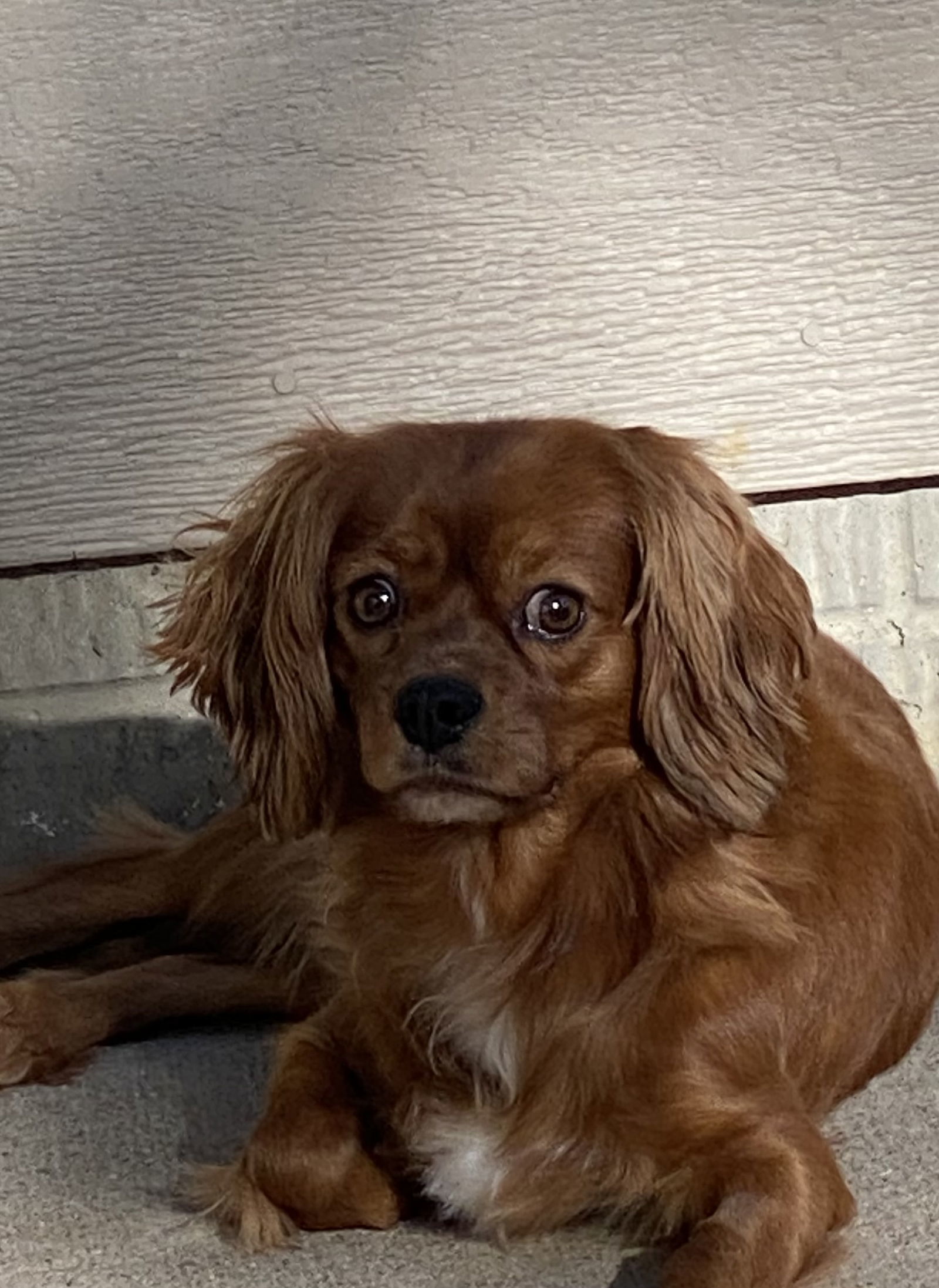 Dani, an adoptable Cavalier King Charles Spaniel in Brandon, SD, 57005 | Photo Image 2