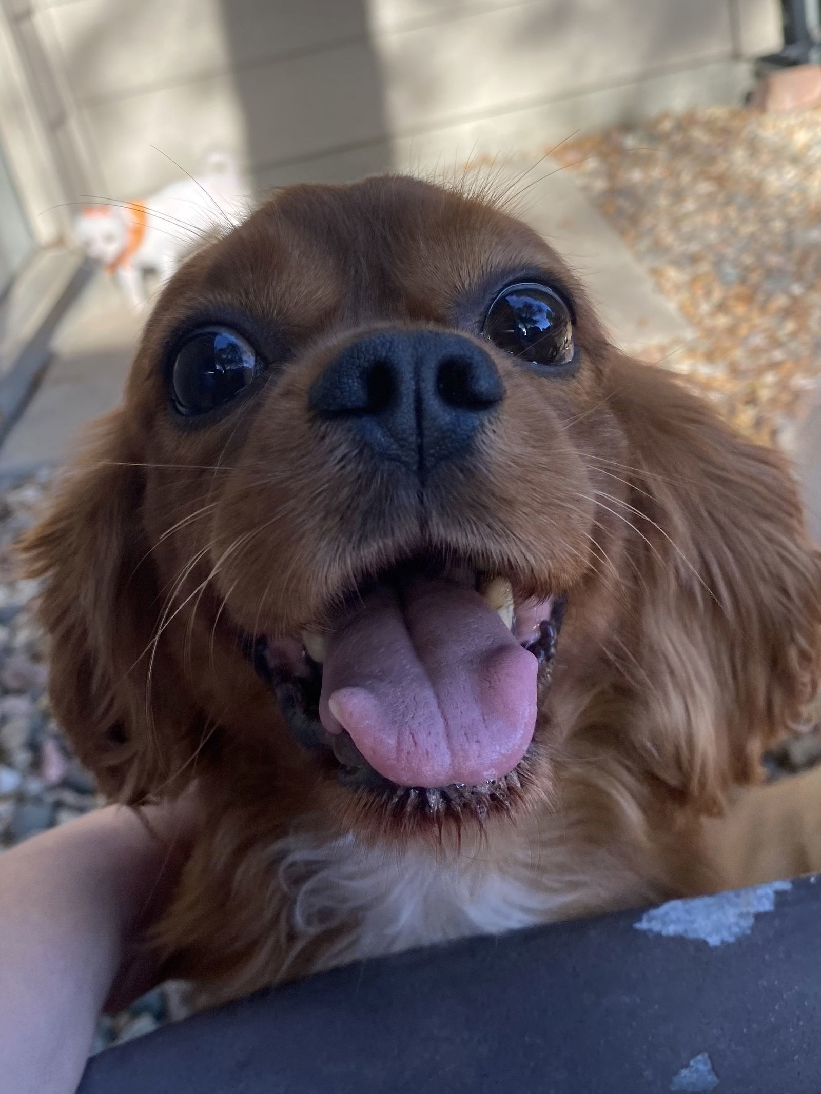 Charles (Charlie), an adoptable Cavalier King Charles Spaniel in Brandon, SD, 57005 | Photo Image 2