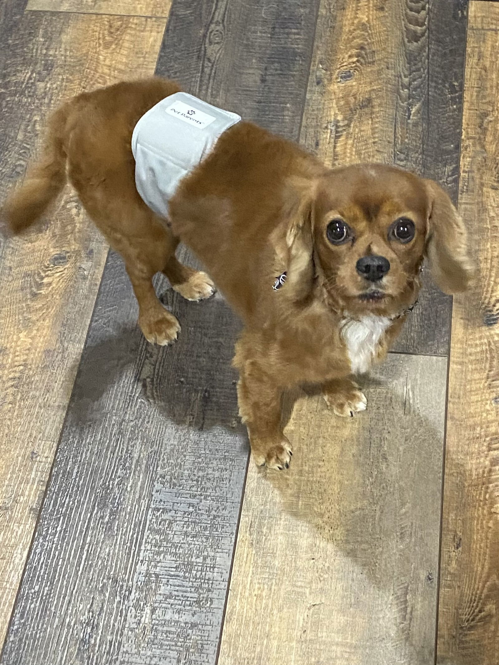 Charles (Charlie), an adoptable Cavalier King Charles Spaniel in Brandon, SD, 57005 | Photo Image 3