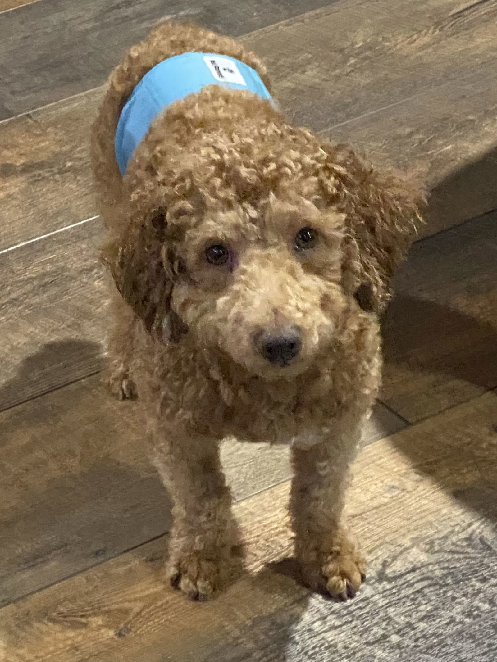 Furby, an adoptable Poodle in Brandon, SD, 57005 | Photo Image 1