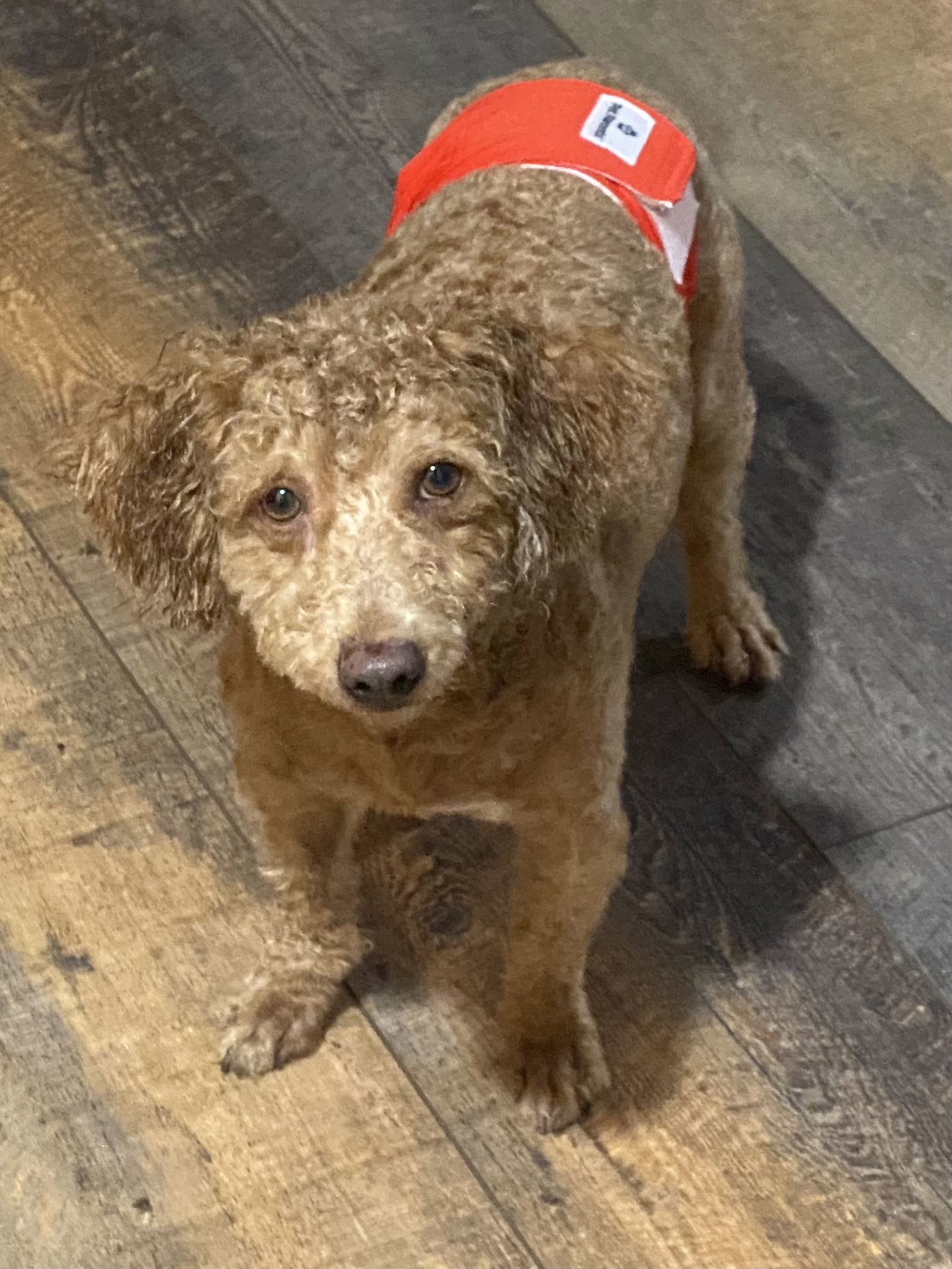 Furby, an adoptable Poodle in Brandon, SD, 57005 | Photo Image 2