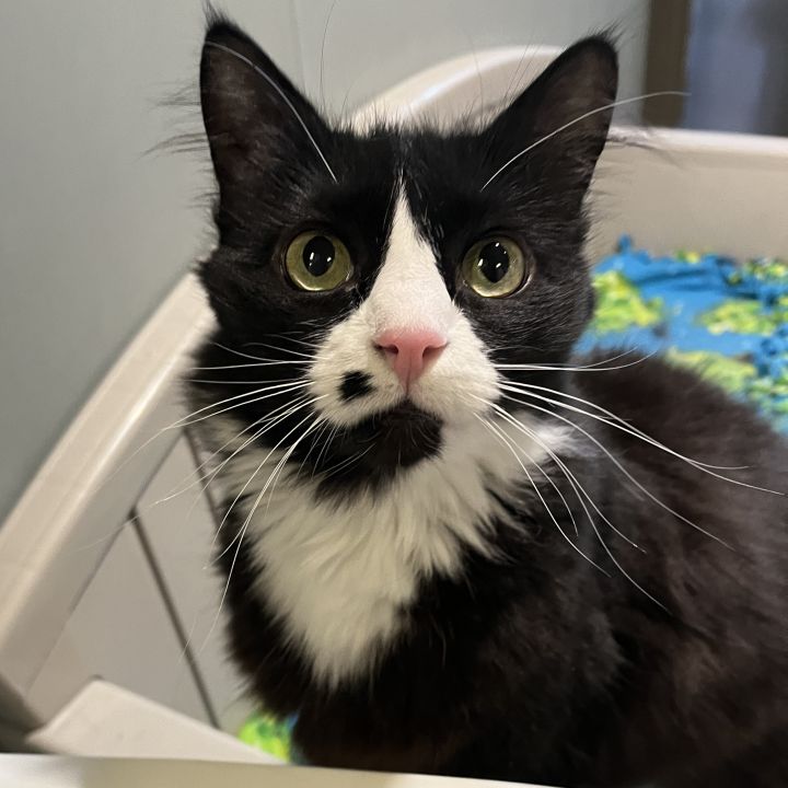 Cat for adoption Moo, a Domestic Medium Hair & Domestic Short Hair