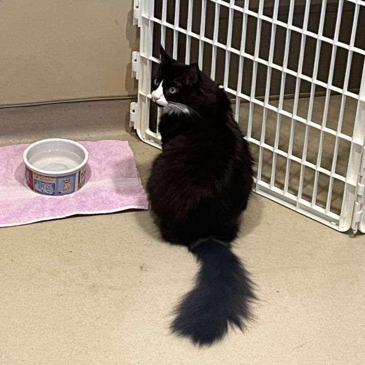 Cat for adoption Moo, a Domestic Medium Hair & Domestic Short Hair