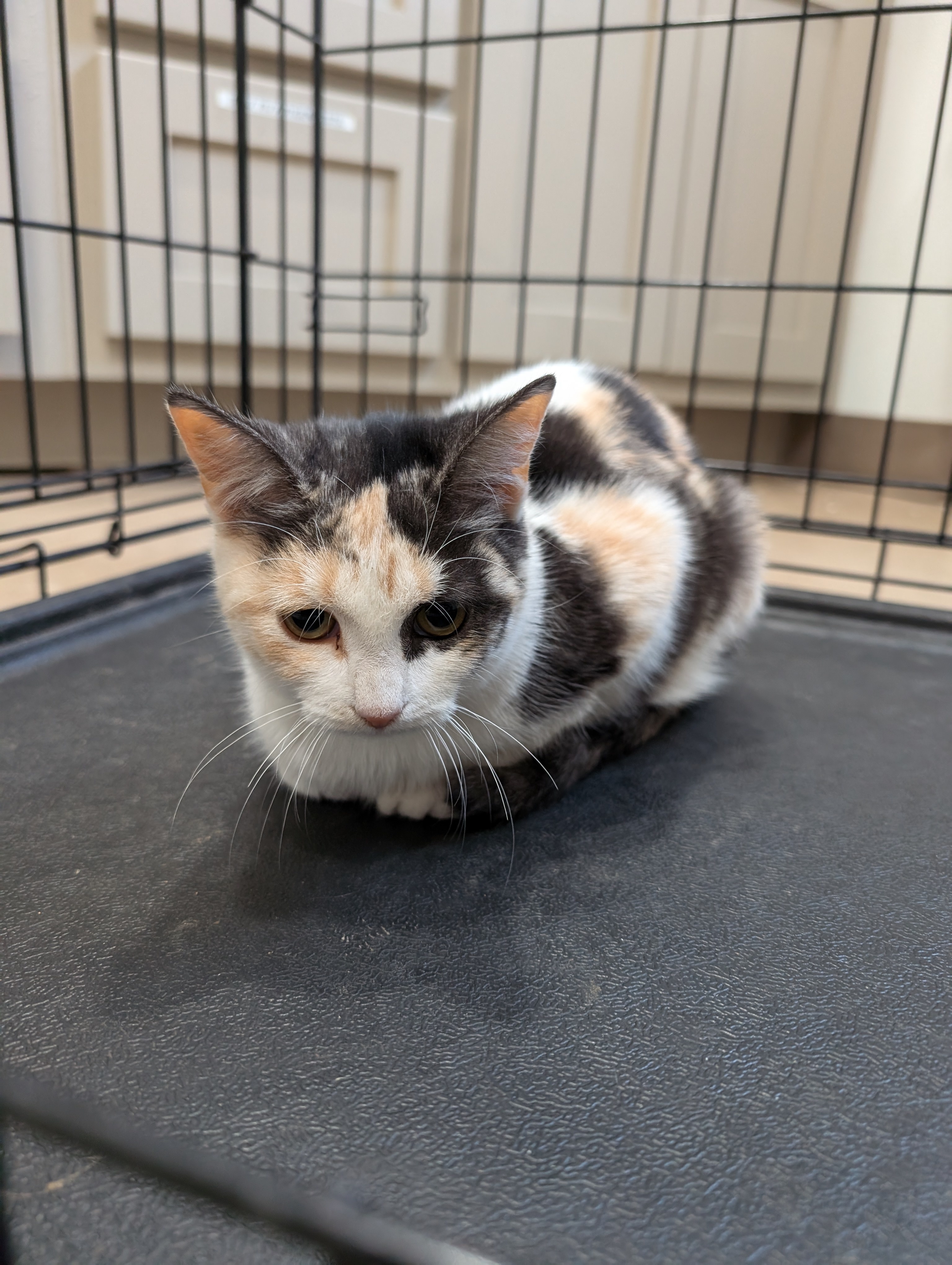 Cat for adoption Zarina, a Domestic Short Hair in Buchanan Dam, TX