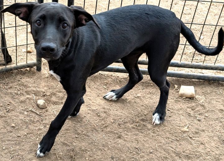 Dog for adoption Savannah, a Mixed Breed in Buchanan Dam, TX Petfinder