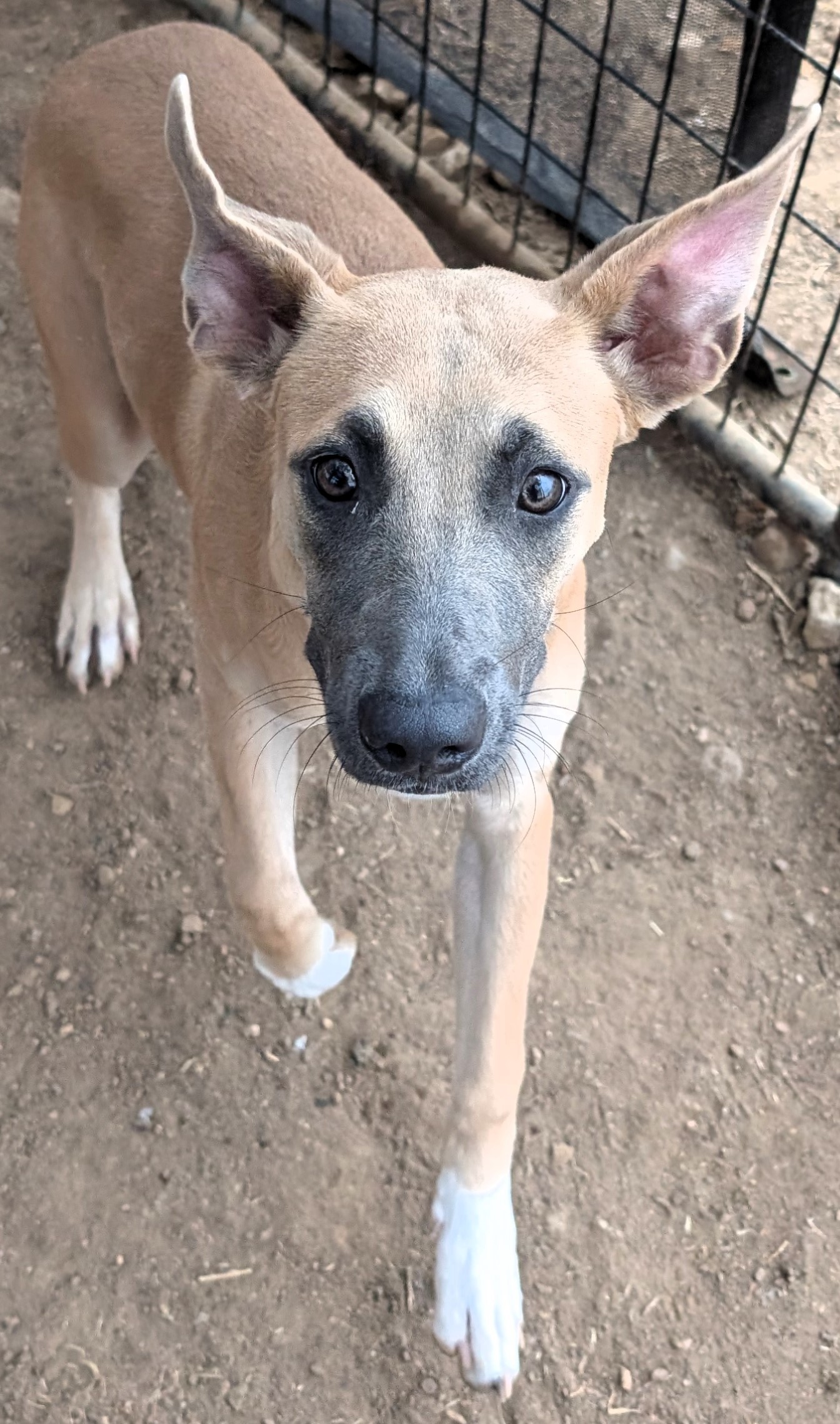 Dog for adoption Sydney, a Mixed Breed in Buchanan Dam, TX Petfinder