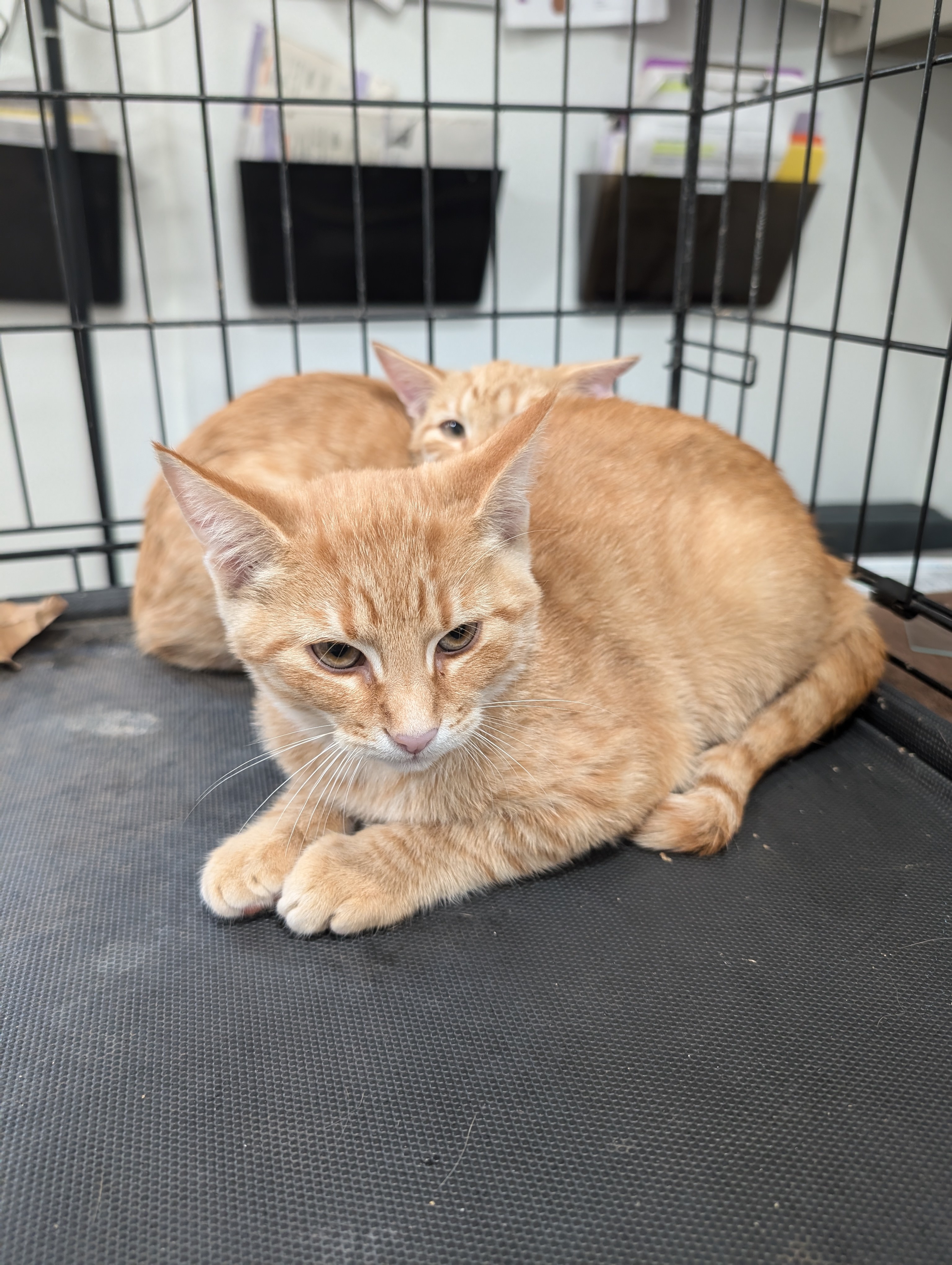 Cat for adoption Bramble, a Domestic Short Hair in Buchanan Dam, TX