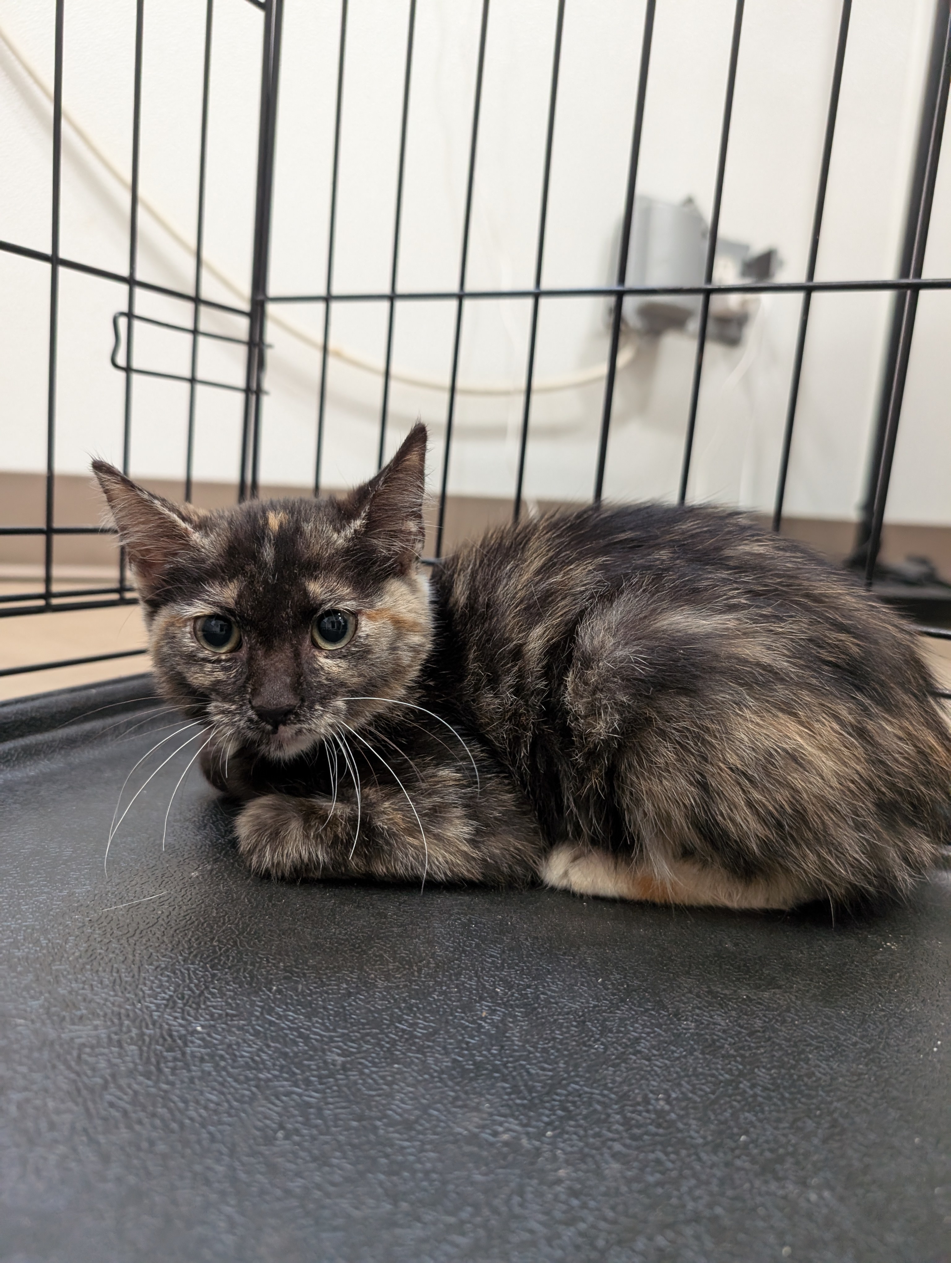 Cat for adoption Arlet, a Domestic Short Hair in Buchanan Dam, TX