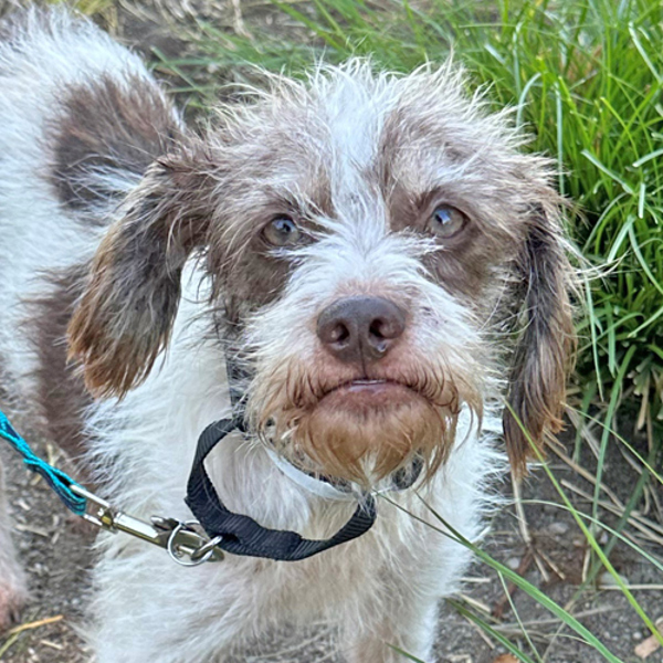 Dog for adoption Kate, a Wirehaired Terrier Mix in Walnut Creek, CA