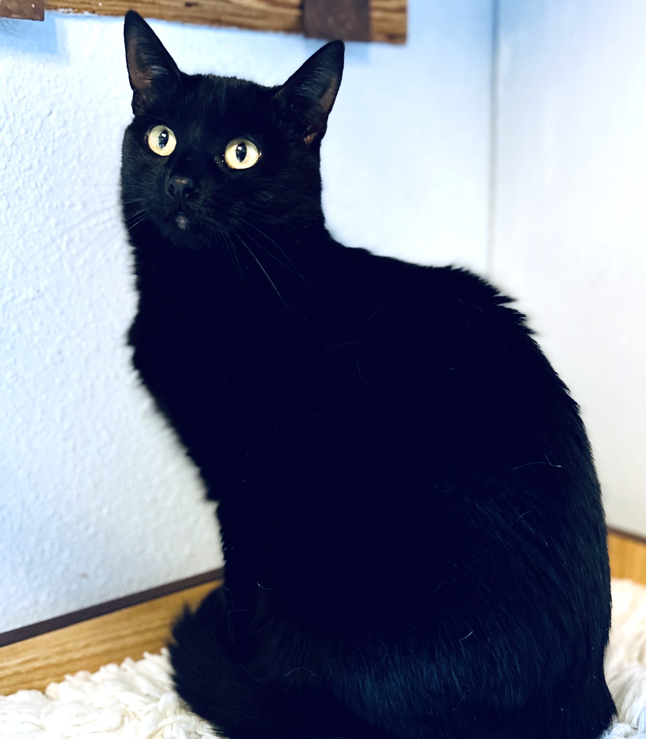 Louise, an adoptable Domestic Short Hair in Fallon, NV, 89406 | Photo Image 1