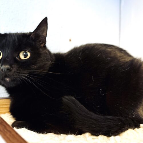 Louise, an adoptable Domestic Short Hair in Fallon, NV, 89406 | Photo Image 2