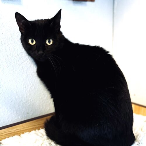 Louise, an adoptable Domestic Short Hair in Fallon, NV, 89406 | Photo Image 3