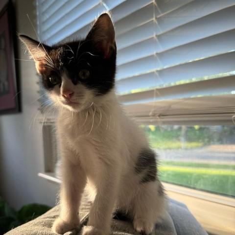 Hedwig